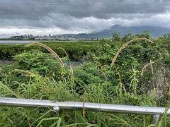 Cenchrus polystachios