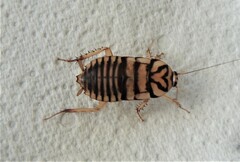 Melanozosteria triangulata