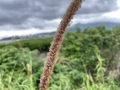Cenchrus polystachios