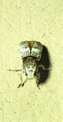 Ozotomerus bipunctatus