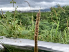 Cenchrus polystachios