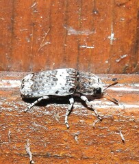 Ozotomerus bipunctatus
