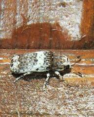 Ozotomerus bipunctatus