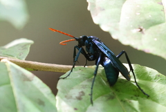 Pepsis ruficornis