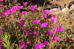 Lampranthus emarginatus