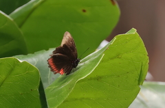 Biblis hyperia
