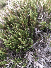 Selaginella corallina