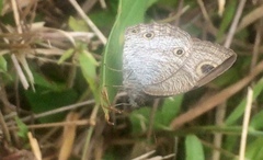 Ypthima pandocus corticaria