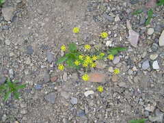 Lomatium triternatum