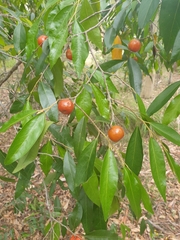 Petalostigma triloculare