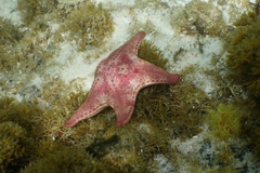 Anthaster valvulatus