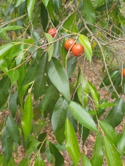 Petalostigma triloculare