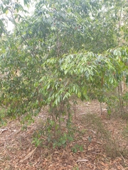 Petalostigma triloculare