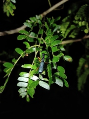 Neocollyris
