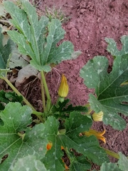 Cucurbita moschata
