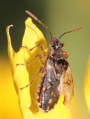 Liorhyssus