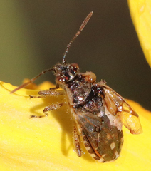 Liorhyssus