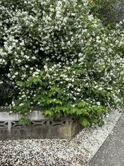 Philadelphus coronarius