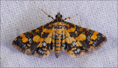 Eurrhyparodes tricoloralis