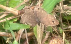 Ypthima pandocus corticaria