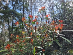 Tasmannia lanceolata