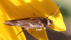 Scythris trivinctella