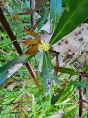 Tasmannia lanceolata