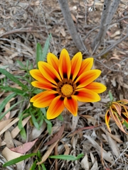 Gazania