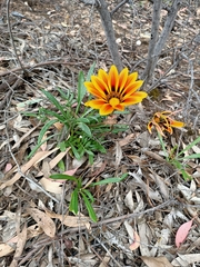 Gazania