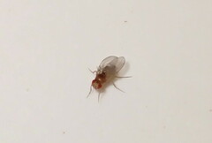 Drosophila melanogaster