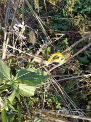 Rudbeckia laciniata