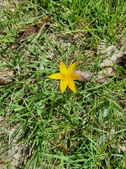 Hypoxis hygrometrica