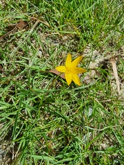 Hypoxis hygrometrica