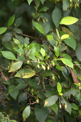 Coronanthera deltoidifolia
