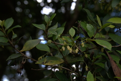 Coronanthera deltoidifolia