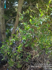 Billardiera heterophylla