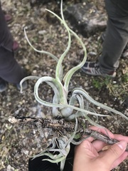 Tillandsia caput-medusae