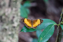 Cupha prosope