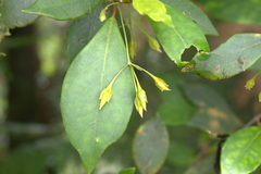 Coronanthera deltoidifolia