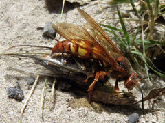 Sphecius convallis
