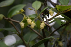 Coronanthera deltoidifolia