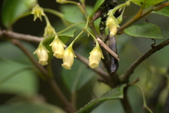 Coronanthera deltoidifolia