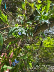 Billardiera heterophylla