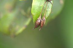 Coronanthera deltoidifolia