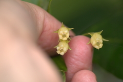 Coronanthera deltoidifolia