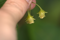 Coronanthera deltoidifolia