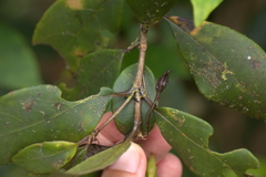 Coronanthera deltoidifolia