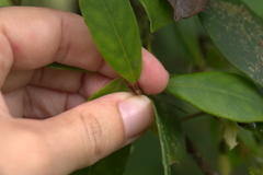 Coronanthera deltoidifolia