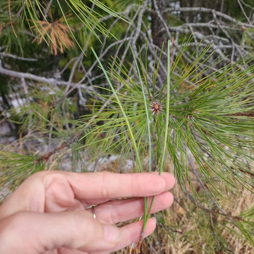 Ponderosa pine (Pinus ponderosa)