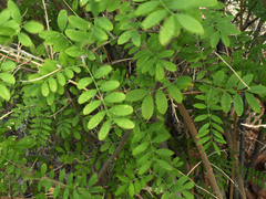 Coursetia glandulosa